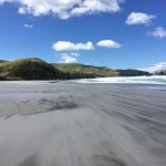 Nouvelle-Zélande - Dunedin & la péninsule d'Otago