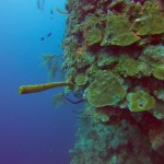 Plongee Belize - 08