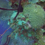 Plongee Belize - 12