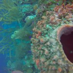 Plongee Belize - 13