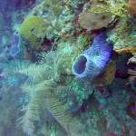 Plongee Belize - 18