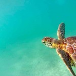 Mexique - On a nagé avec les tortues à Akumal !